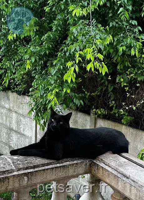 chat reunited   95880 Enghien-les-Bains Salem