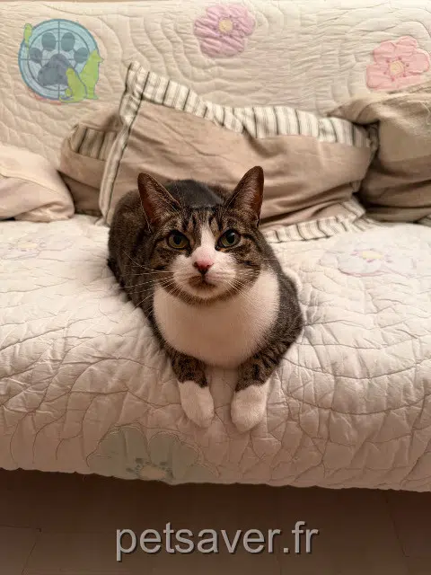 chat reunited   95240 Cormeilles-en-Parisis Sartre