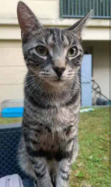 chat reunited   95280 Jouy-le-Moutier Scar
