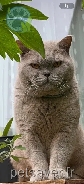 chat reunited 95500 Gonesse Shamallow