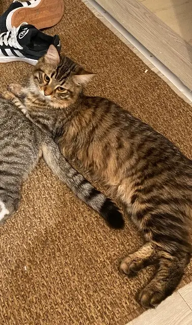 chat reunited   95110 Sannois Smoki