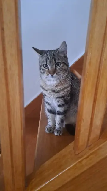 chat reunited   95380 Puiseux-en-France Sony