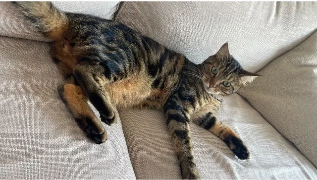 chat reunited   95120 Ermont Soudjouk