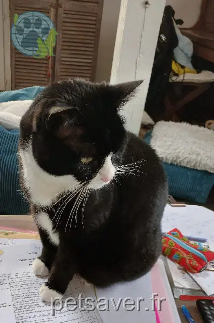 chat reunited 95320 Saint-Leu-la-Forêt Speedy