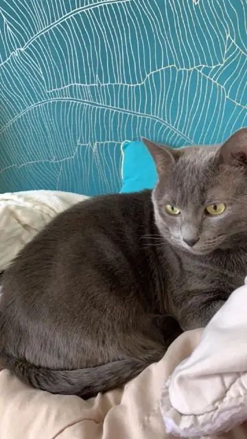 chat reunited   95600 Eaubonne Titoune