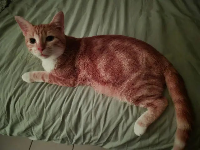 chat reunited   95630 Mériel Topaze