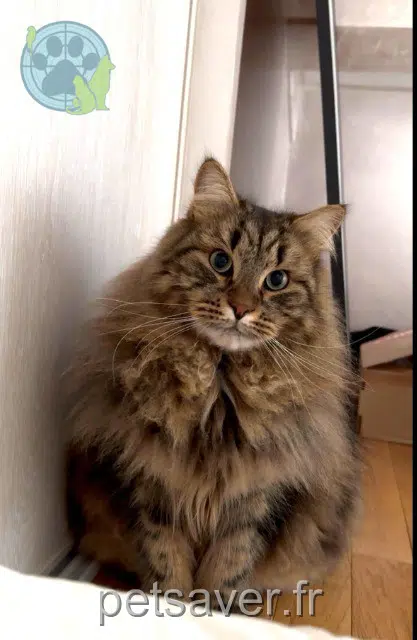 gatto reunited   95130 Franconville Uderzo