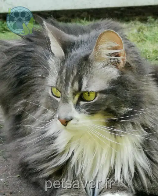 chat reunited 95880 Enghien-les-Bains Ulysse