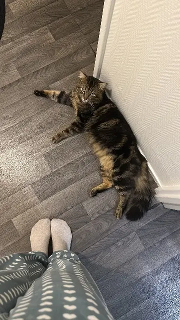 chat reunited   95400 Villiers-le-Bel Végéta