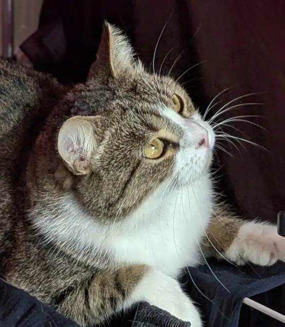 chat reunited   95220 Herblay-sur-Seine Walter