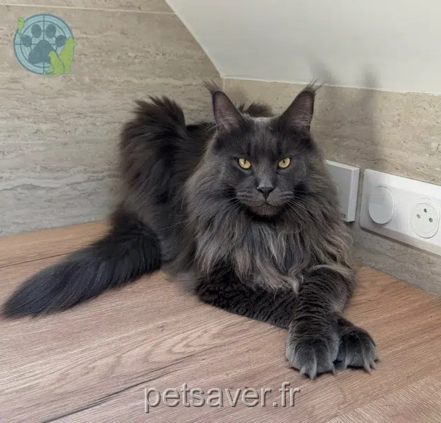 chat reunited 95370 Montigny-lès-Cormeilles Willow