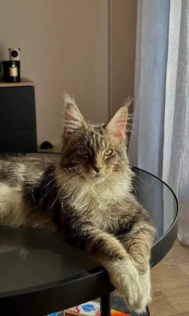chat reunited    Pontoise Yngvarr