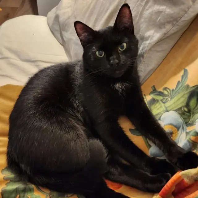 chat reunited   95160 Montmorency Zouzou