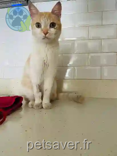 Chat Perdu Saint-Denis - Rocky