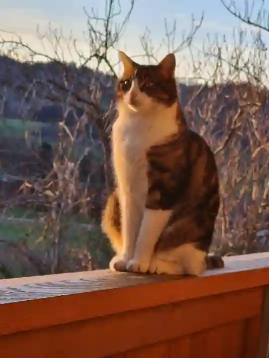 Chat Trouvé Verwaltungskreis Bern-Mittelland Bern - Gismo Chat Trouvé Verwaltungskreis Bern-Mittelland Bern - Gismo