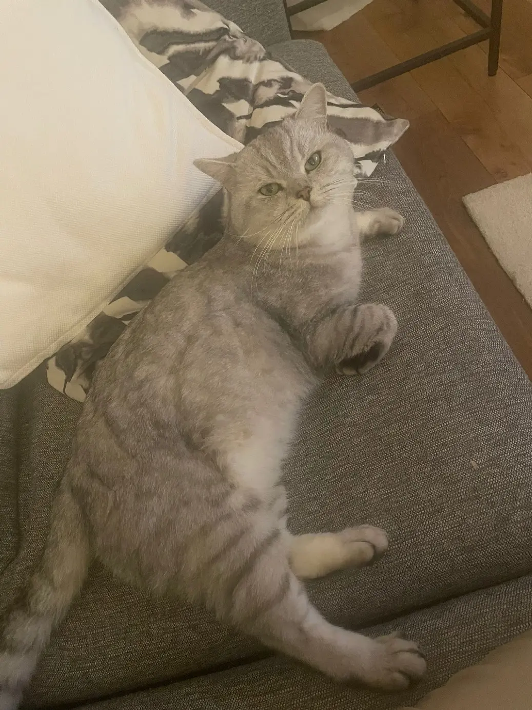 Chat Trouvé Verwaltungskreis Bern-Mittelland Chat Trouvé Verwaltungskreis Bern-Mittelland