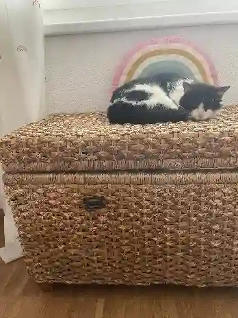 Chat Trouvé Verwaltungskreis Oberaargau - Oreo Chat Trouvé Verwaltungskreis Oberaargau - Oreo