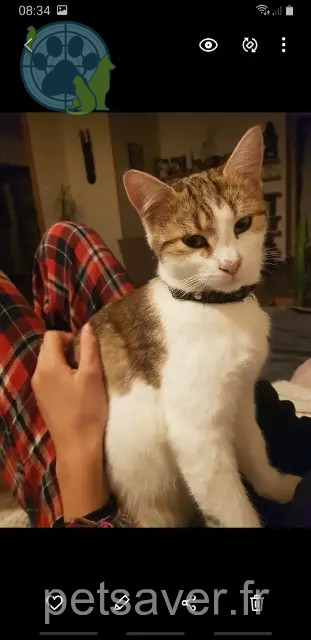 chat reunited   71460 Bresse-sur-Grosne Kitkat