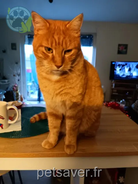 chat reunited   71240 Sennecey-le-Grand Oslow