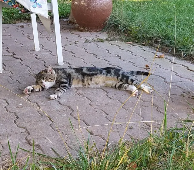 chat reunited   71150 Fontaines Velcro