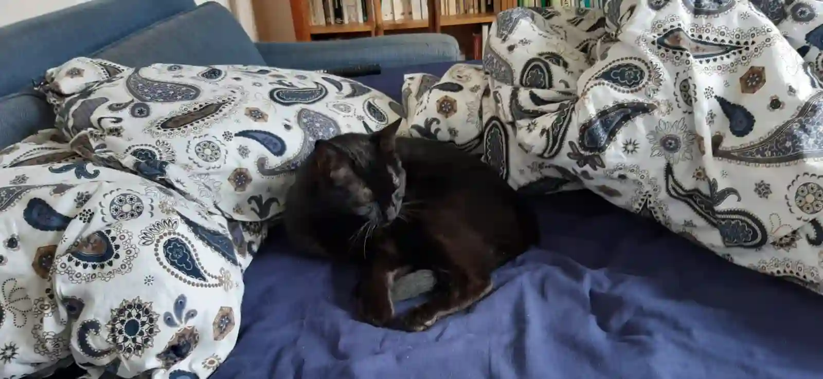 Chat Trouvé Landkreis Emmendingen - Titoun