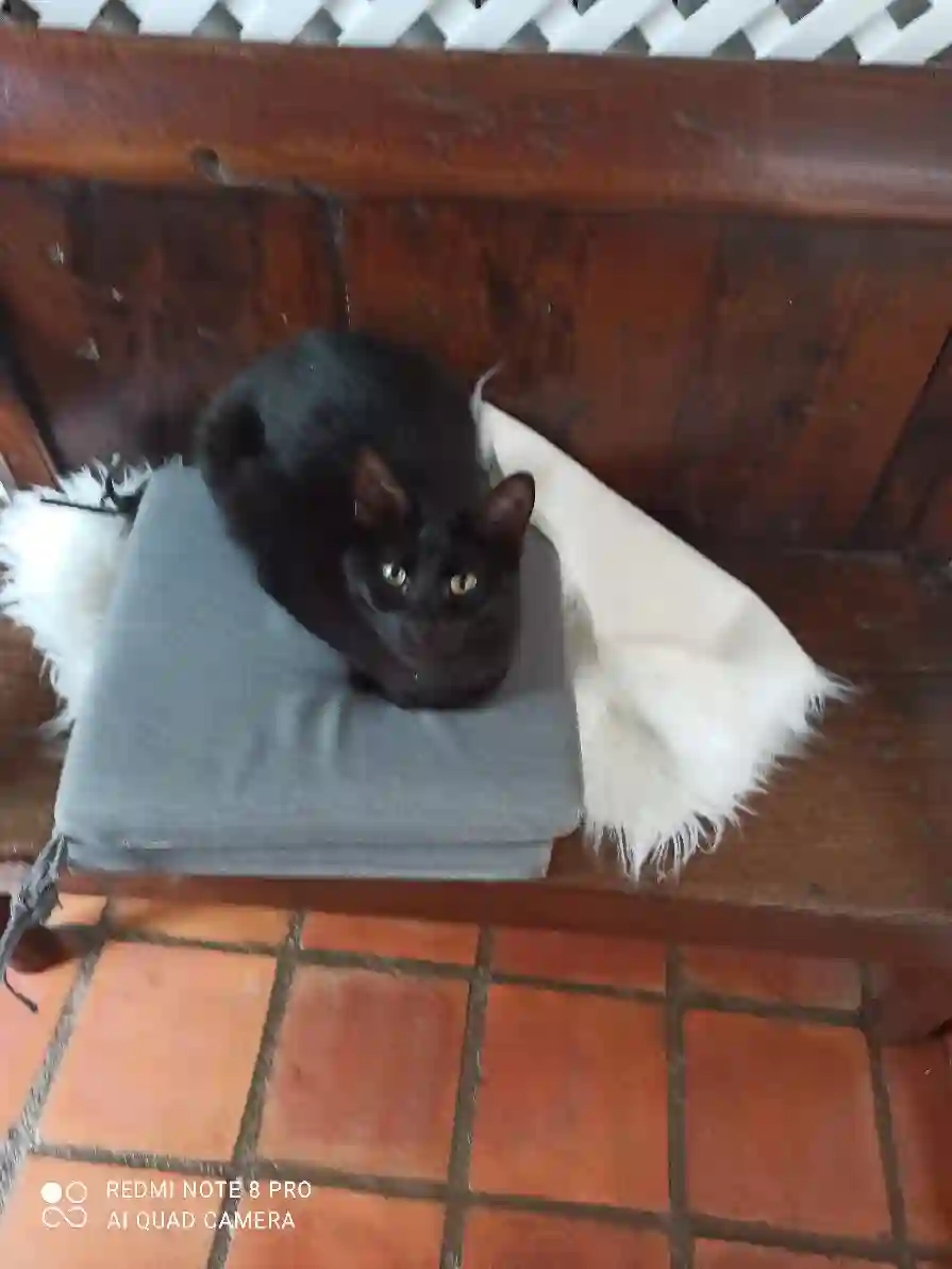 Chat Trouvé - Caxu Chat Trouvé - Caxu
