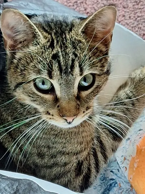 chat reunited   78300 Poissy MINET