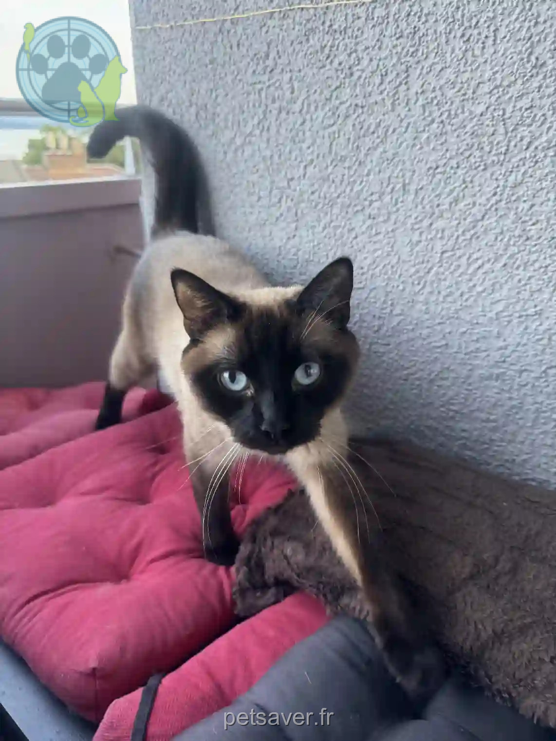 Chat Perdu - Shadow