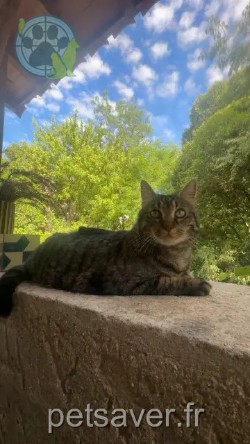 chat reunited   34190 Cazilhac Niki