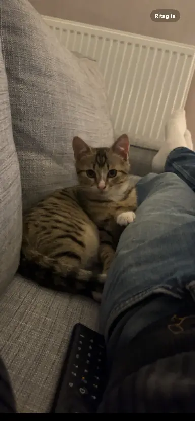 Chat Perdu IT-RM Roma Roma - Ciro Chat Perdu IT-RM Roma Roma - Ciro