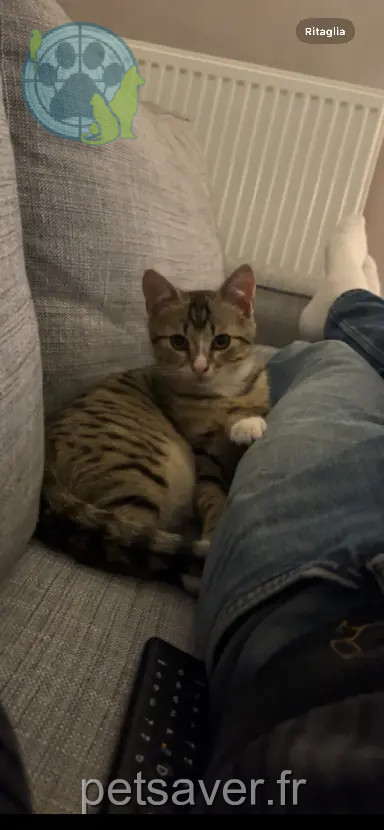 Chat Perdu IT-RM Roma Roma - Ciro Chat Perdu IT-RM Roma Roma - Ciro