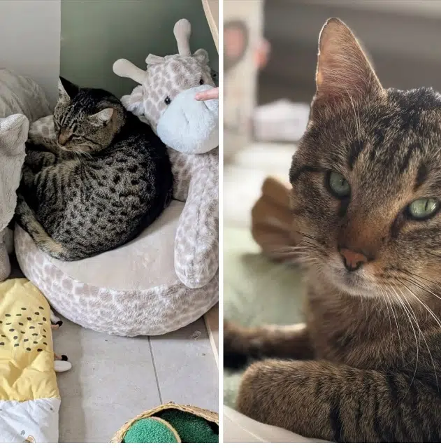 chat reunited     Bulma