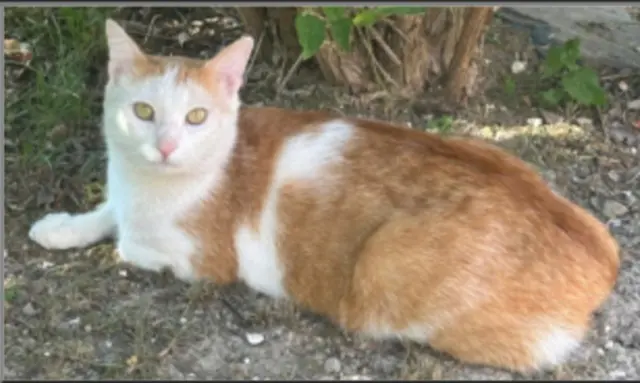 chat reunited   4500 Huy Milky