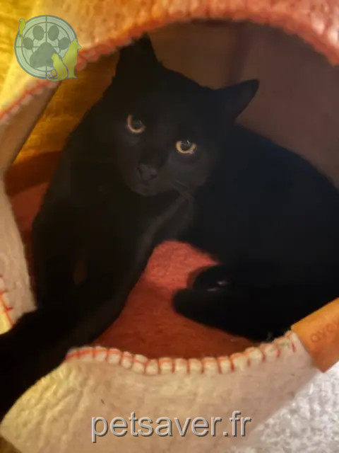 gato reunited 6700 Arlon Zorro