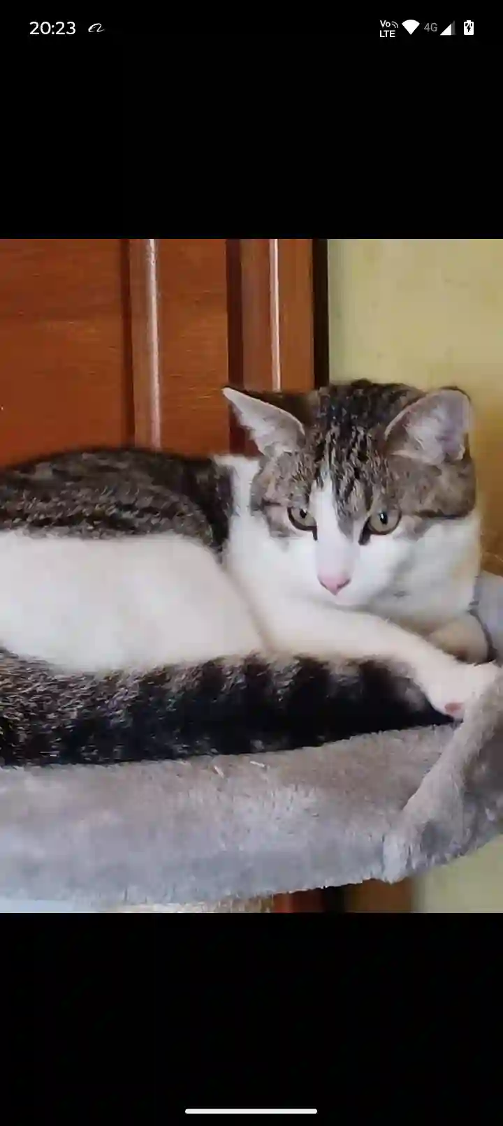 Chat Trouvé BE-WLX Virton - Sonic Chat Trouvé BE-WLX Virton - Sonic