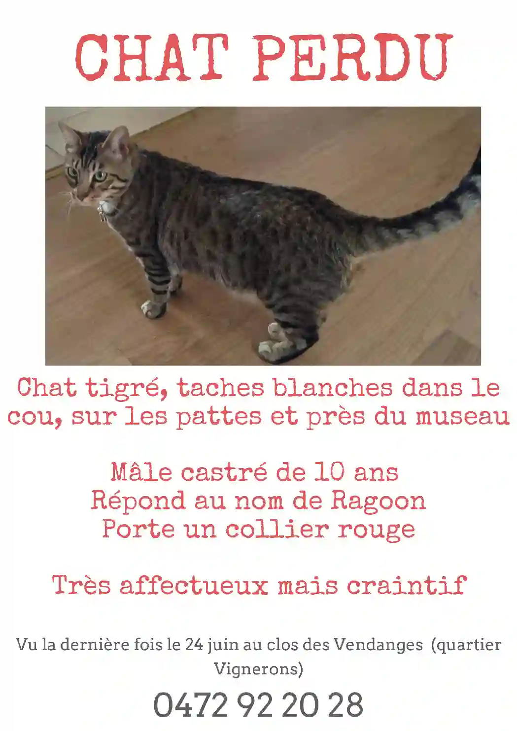 Chat Trouvé BE-WNA Namur Namur - Rangoon Chat Trouvé BE-WNA Namur Namur - Rangoon