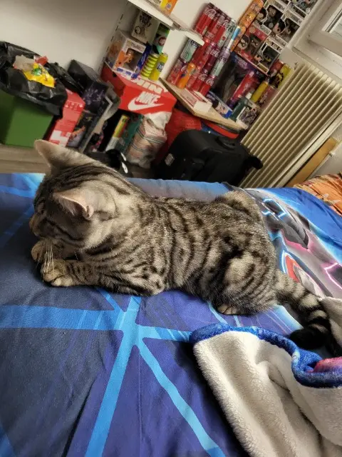 chat found   03100 Montluçon Chat marron tache noir