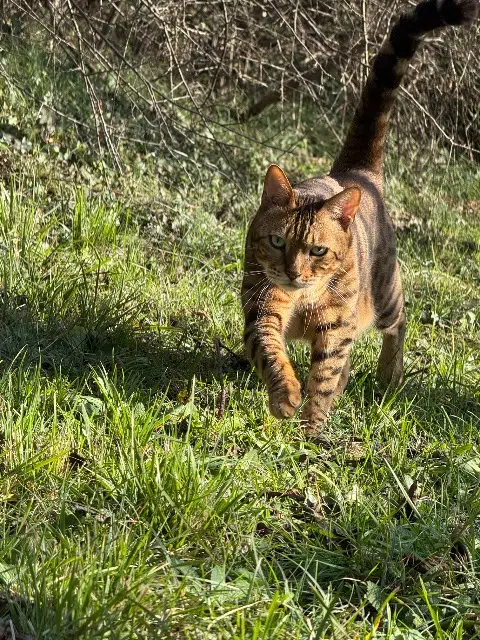 chat found   09210 Lézat-sur-Lèze Kalec