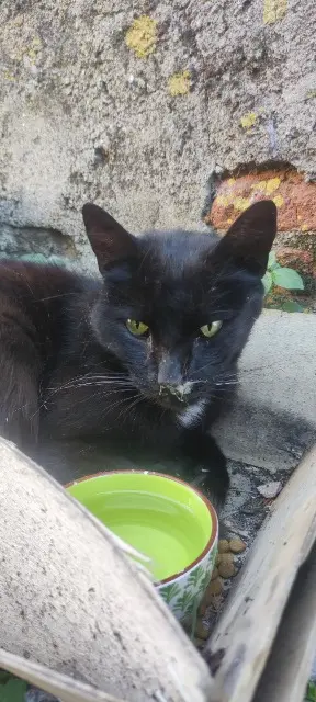 chat found   09210 Saint-Ybars Roustinet