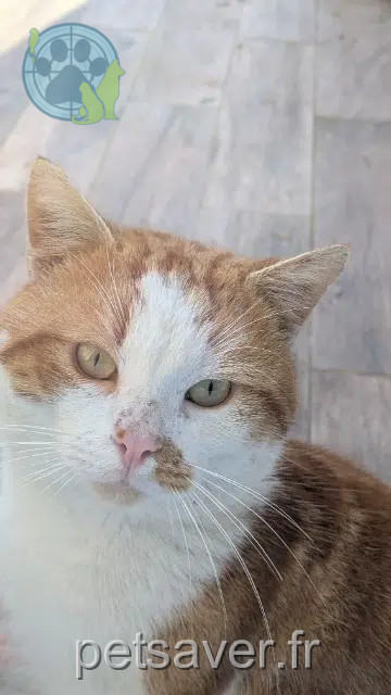 chat found   10240 Pougy Inconnu