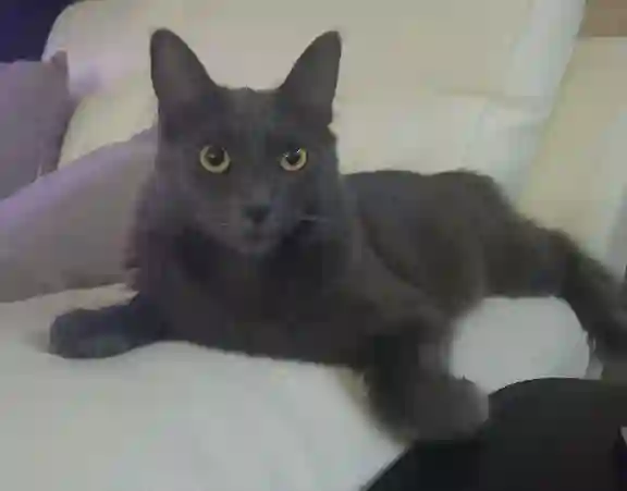 Chat Perdu 11 Aude - Silver Chat Perdu 11 Aude - Silver