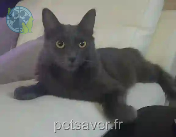 Chat Perdu 11 Aude - Silver Chat Perdu 11 Aude - Silver