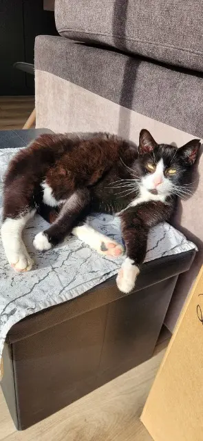 gatto trovato 14980 Rots Felice gatto found 14980 Rots Felice