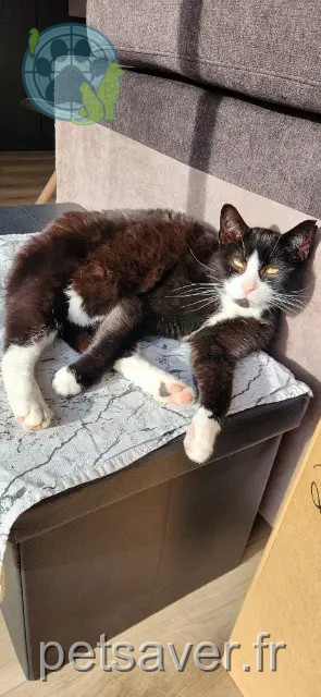 chat trouvé 14980 Rots Felice chat found 14980 Rots Felice