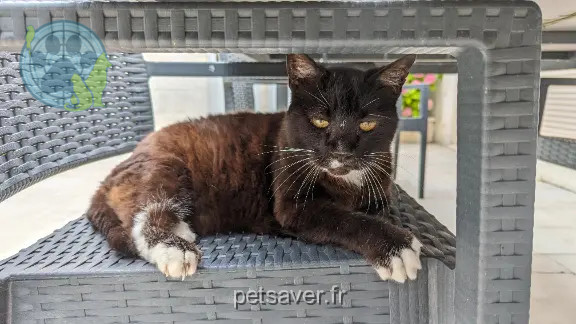 Chat Trouvé 16 Charente Chat Trouvé 16 Charente