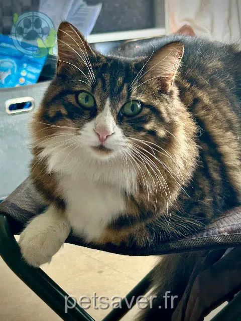 chat found   17600 Balanzac Rooky