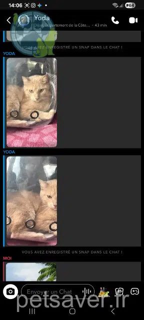 Kater found 21000 Dijon Chat errant castré roux beige