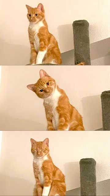 chat found   21190 Merceuil Roméo