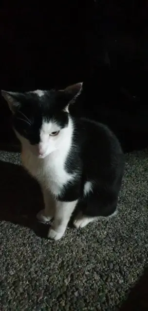 chat found   21500 Marmagne Speedy