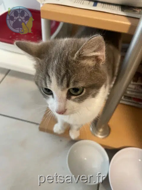 chat found   22400 Lamballe-Armor Nom inconnu